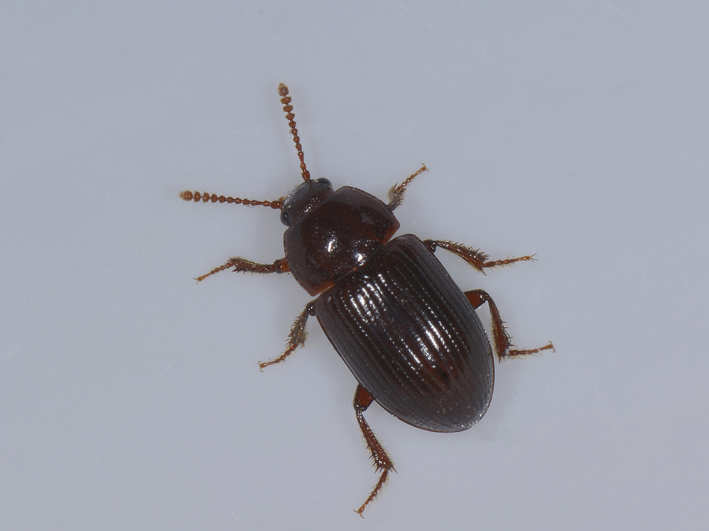 Agyrtidae: Agyrtes bicolor
